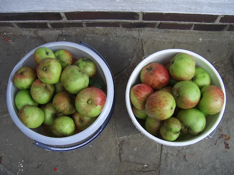 312433-R-K-by-J-Scholz-pixelio-de