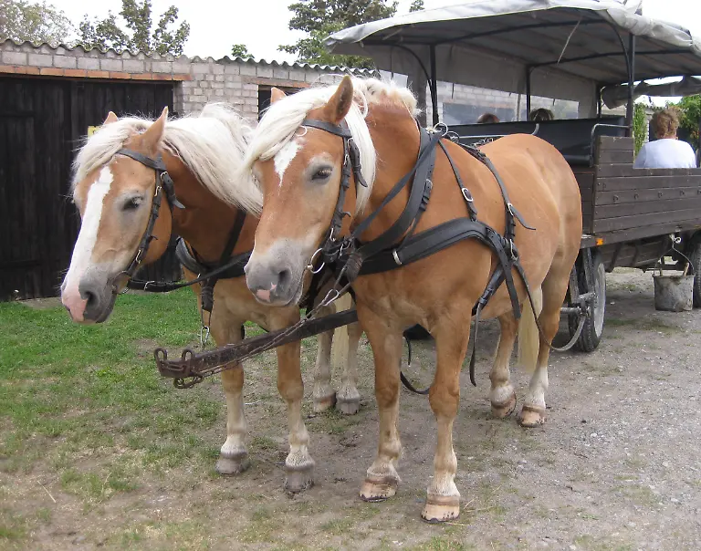 Pferde-Ingrid-Ruthe-pixelio-de