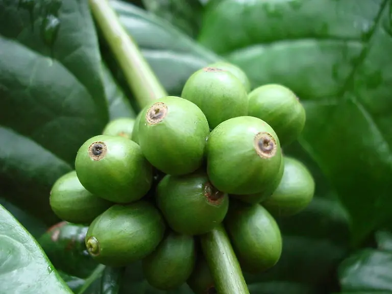 robusta