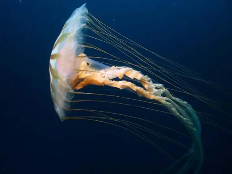 Chrysaora-jelly