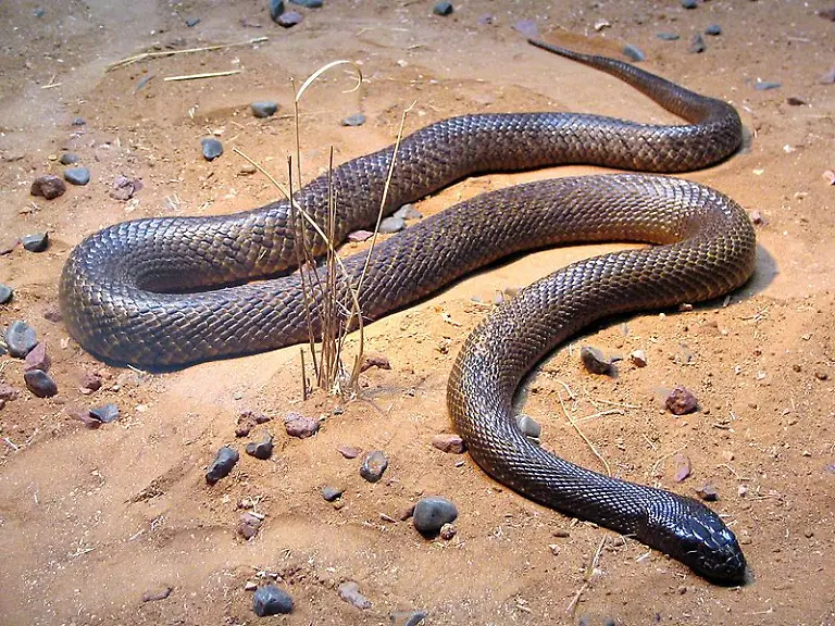 Inland-Taipan-XLerate-Wiki