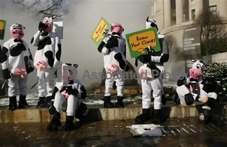 clone-cow-protest