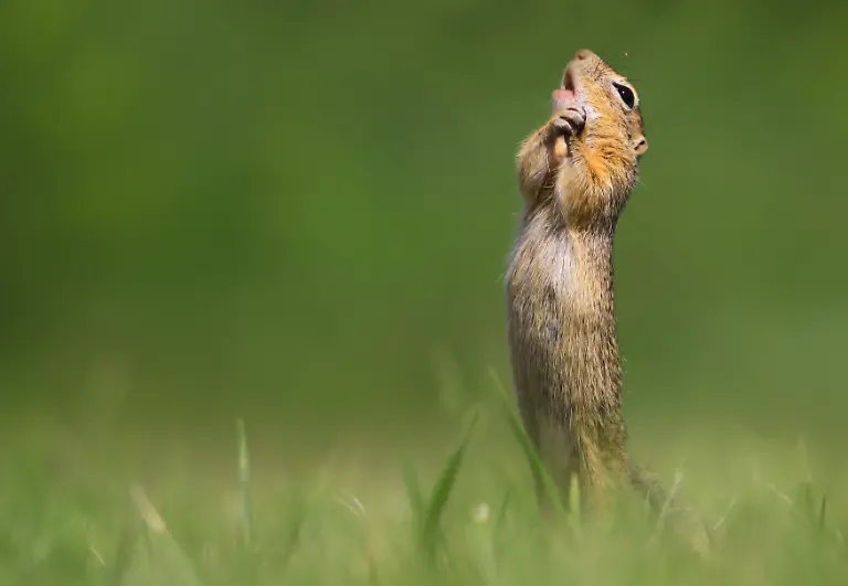 Roland-Kranitz-O-sole-mio-00006385