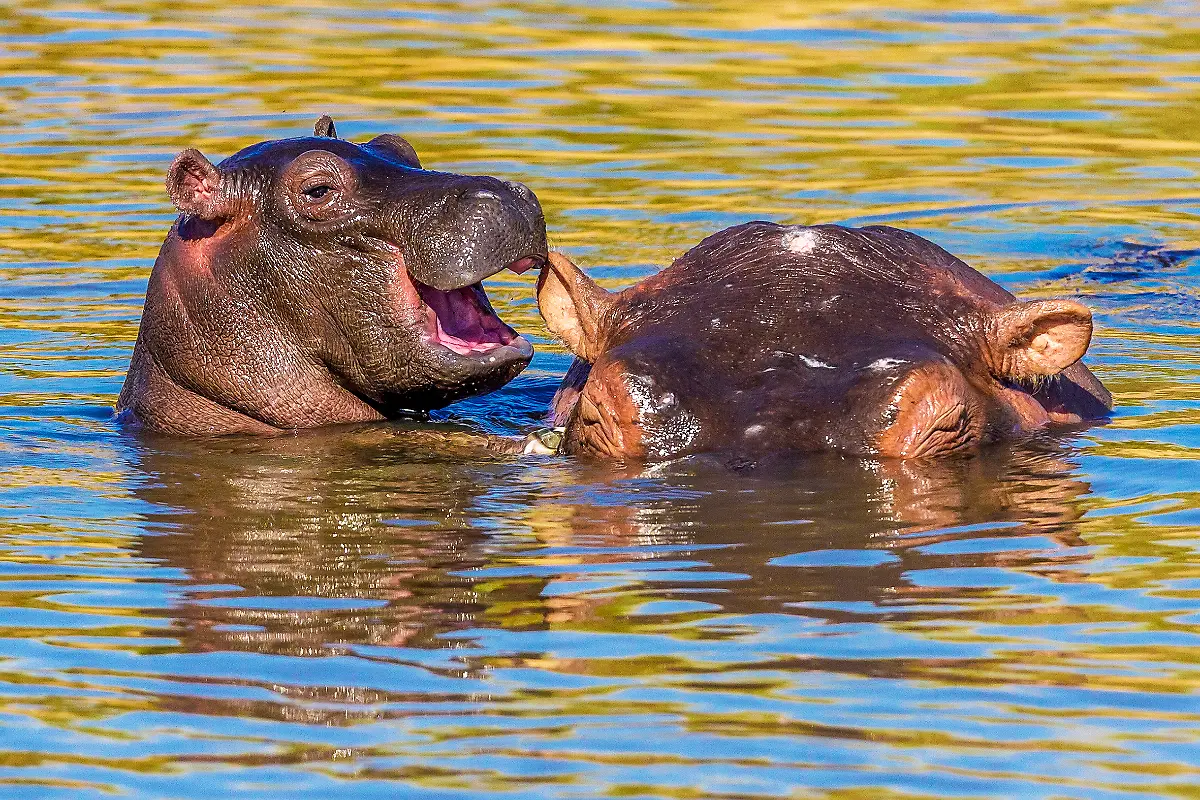 Manoj-Shah-Laughing-Hippo-00000593