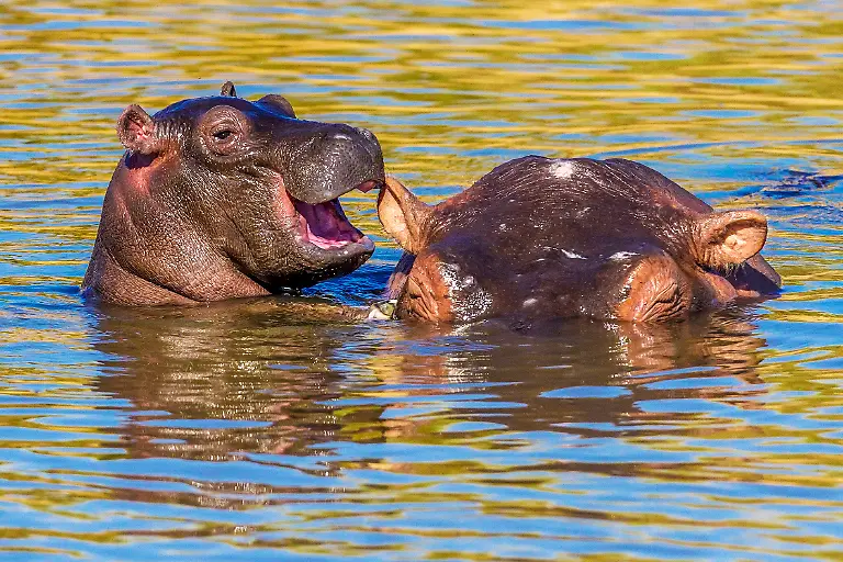 Manoj-Shah-Laughing-Hippo-00000593