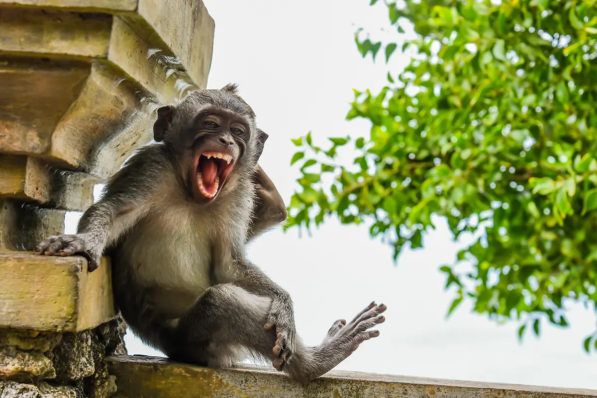 Luis-Marti-Macaque-Striking-a-Pose-00005808