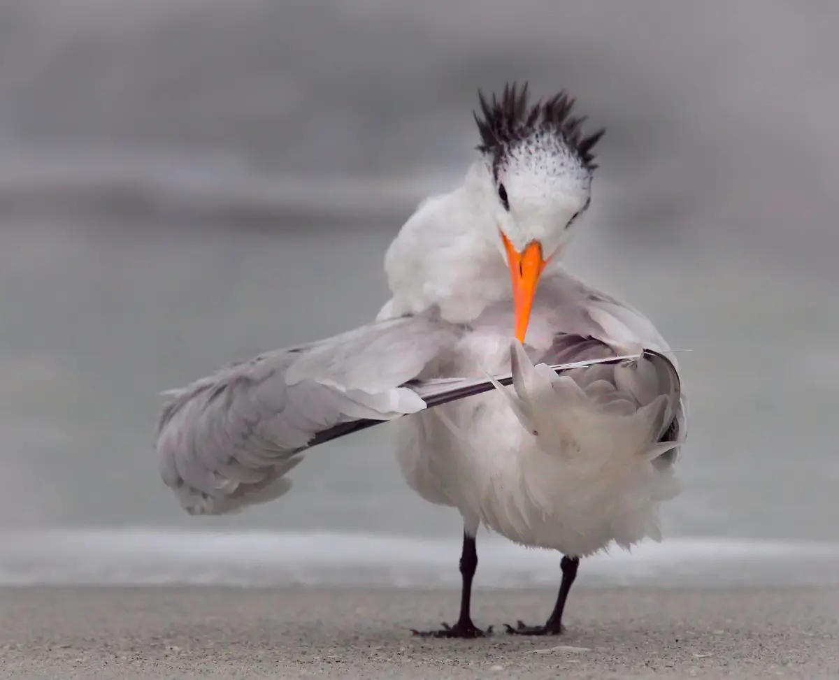 DanieleD-Ermo-Tern-tuning-its-wings