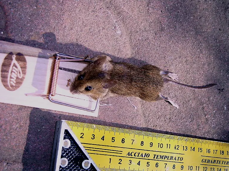 800px-MausInFalle