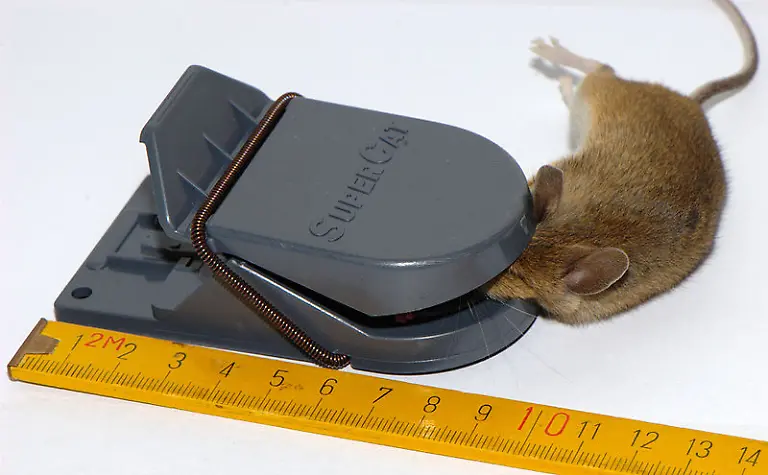 800px-Schlagfalle-Kunststoff-Maus