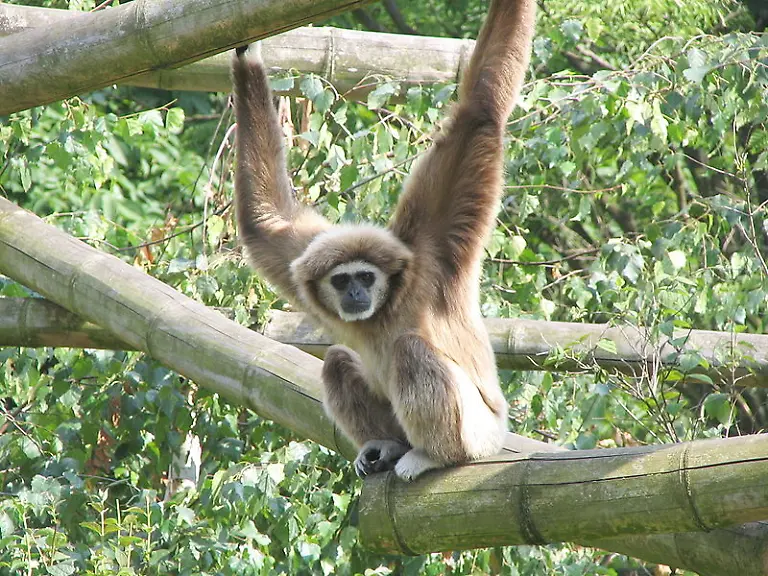 Gibbon