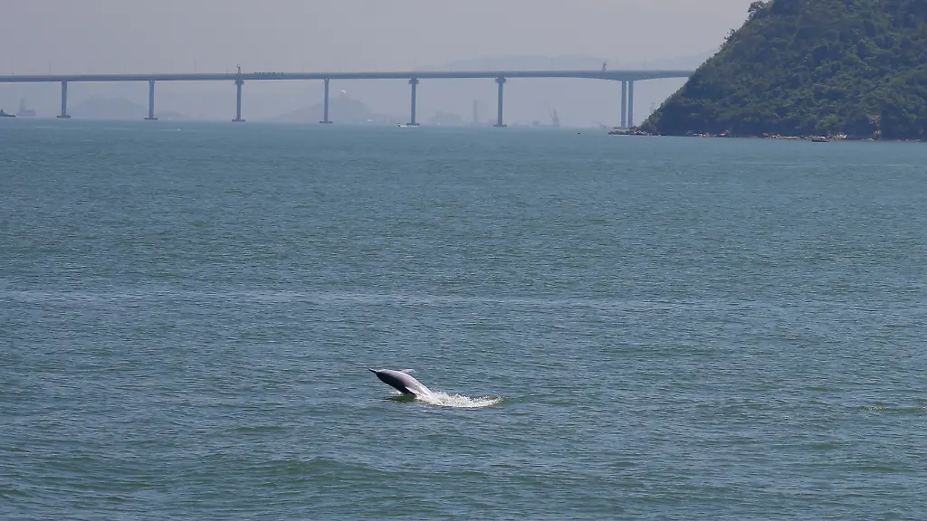 2020-09-14T034950Z-612295926-RC23YI9OK6DJ-RTRMADP-3-HEALTH-CORONAVIRUS-HONGKONG-DOLPHINS