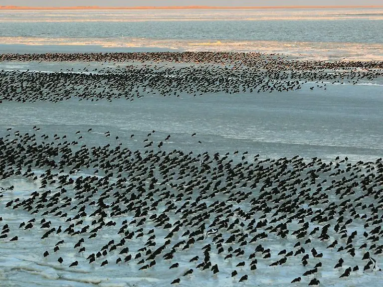 Wattenmeer-an-der-Ostkueste-der-Nordseeinsel-Borkum