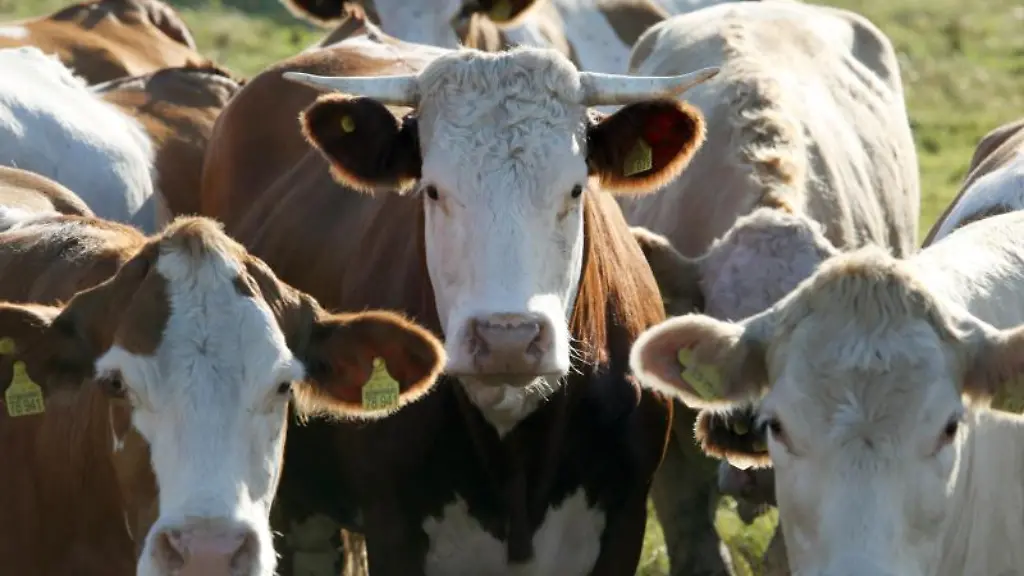 Rinder-stehen-auf-einer-Wiese