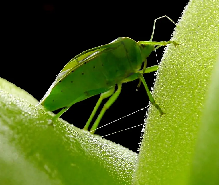 Pinguicula-gigantea-ne