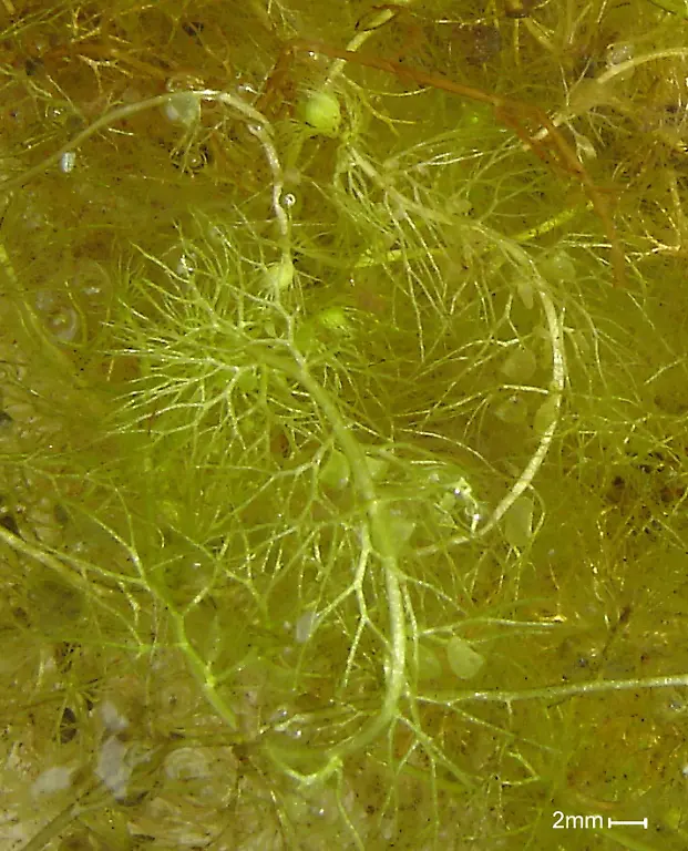 Uk-pond-bladderwort