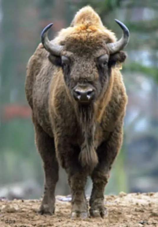 Der-Wisent-ist-das-groesste-und-schwerste-Landsaeugetier-Europas