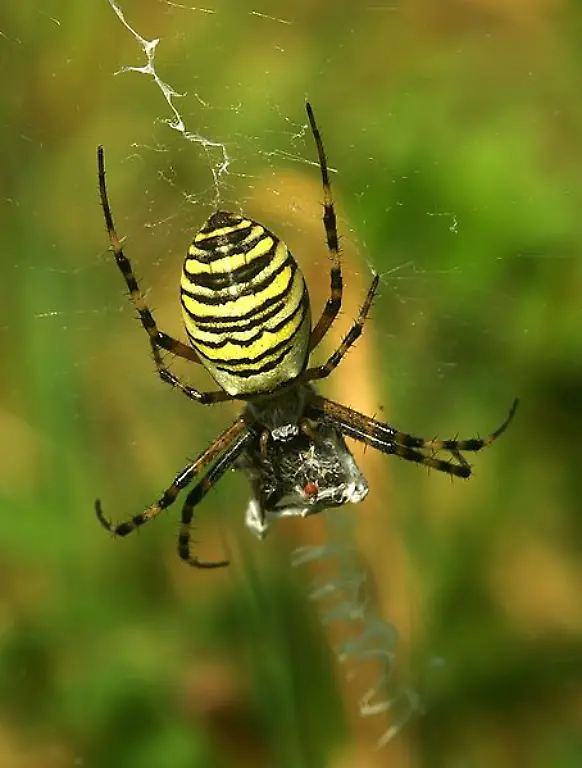 Wespenspinne2