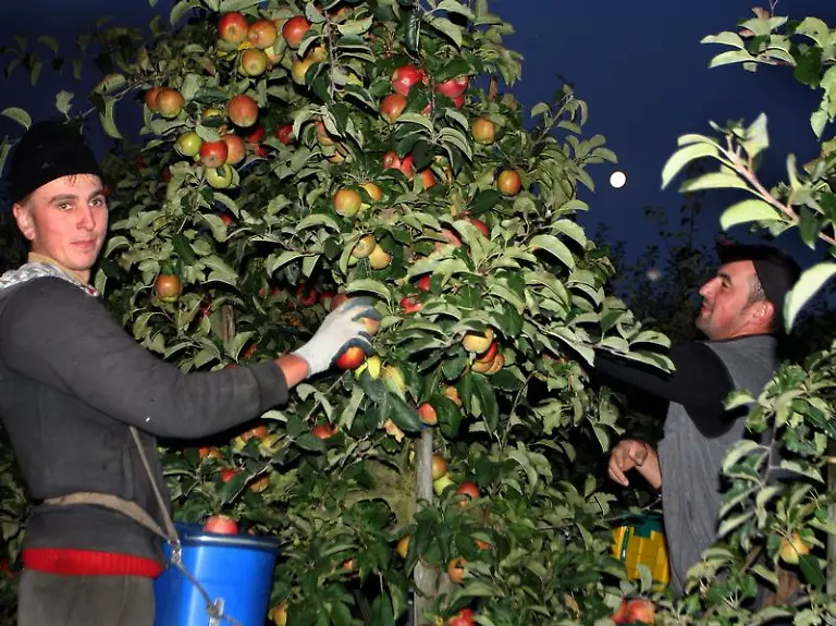 67-000-Kilo-in-einer-Nacht-Vollmondernte-auf-einer-Plantage-im-Alten-Land