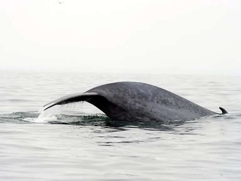 Einige-Blauwale-drehen-sich-bevor-sie-bei-ihrer-Beute-zuschnappen