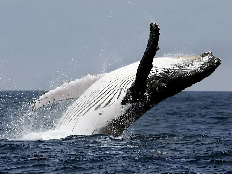 Die-Kraft-und-Schoenheit-der-Buckelwale-fasziniert-die-Menschen-Im-Camden-Sound-Marine-Park-in-Westaustralien-suchen-sie-Zuflucht-um-ihre-Kaelber-zur-Welt-zu-bringen