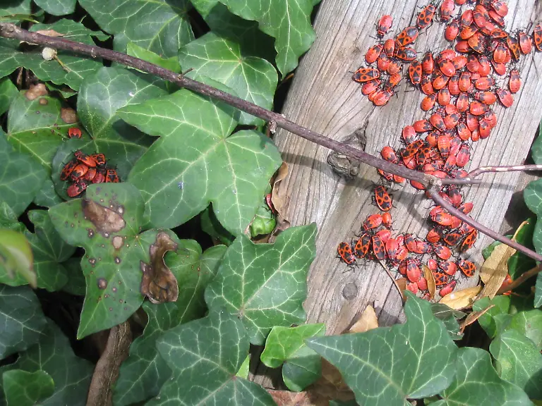 Pyrrhocoridae-in-Worpswede-Germany