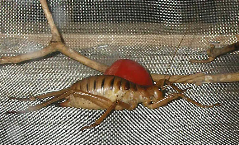 riesen-weta