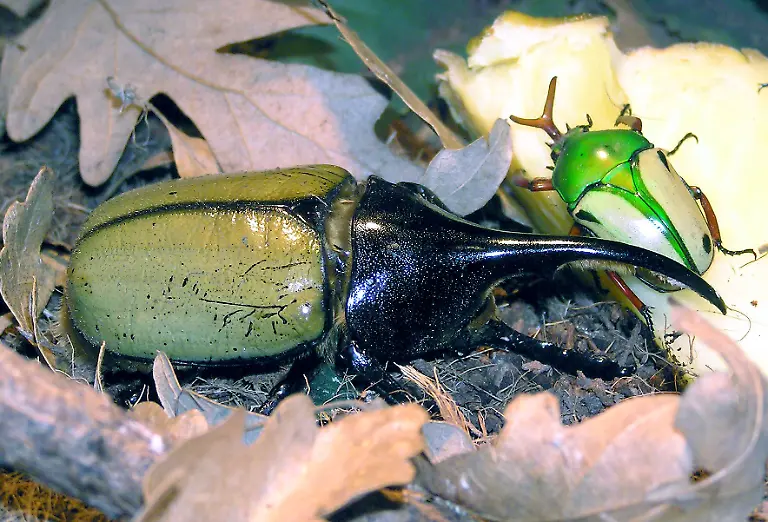 Hercules-beetle-arp