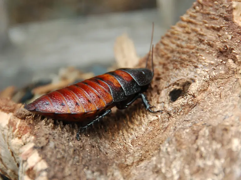 Female-Madagascar-hissing-cockroach