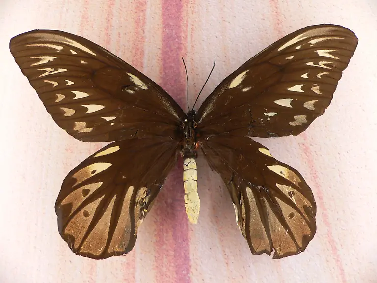 MP-Ornithoptera-alexandrae-3