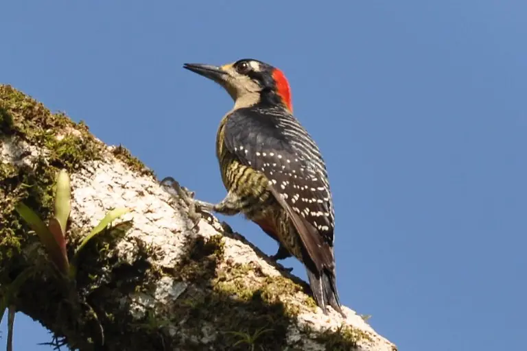 australopicus-nelsonmandelai