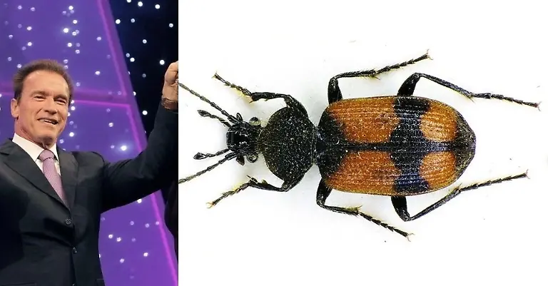 agra-schwarzeneggeri