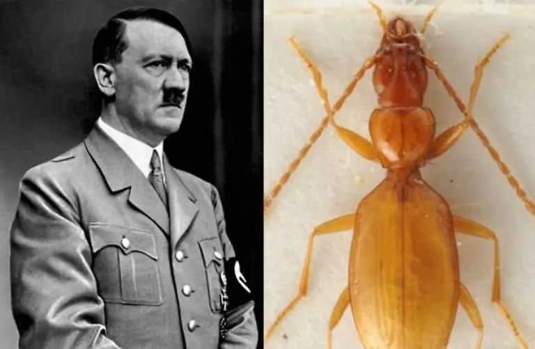 hitlerkaefer