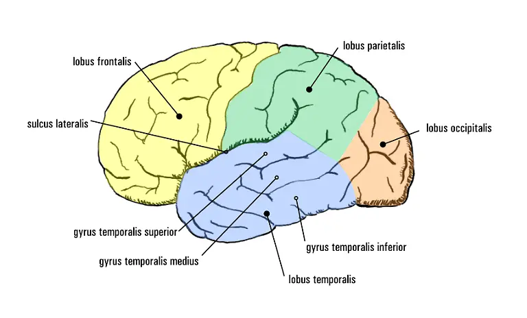Gehirn-lobi-seitlich-Kopie