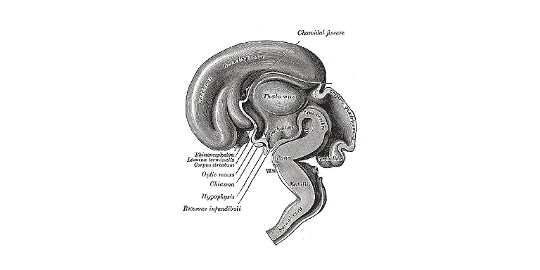 Thalamus