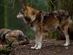 Hamburg & Schleswig-Holstein: Wildparkchef für Freilassung des Wolfes