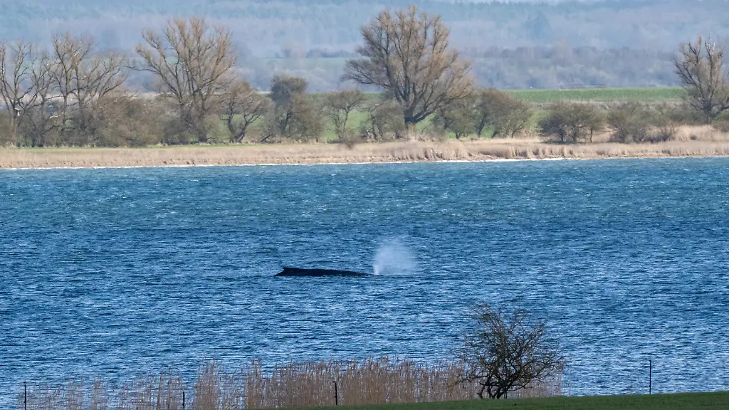 dpatopbilder-31-03-2026-Mecklenburg-Vorpommern-Insel-Poel-Der-Buckelwal-liegt-am-Nachmittag-noch-immer-in-vor-der-Insel-Poel-fest