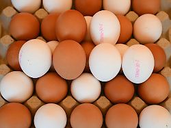 Mecklenburg-Vorpommern: Geflügelverband: Genug Eier zu Ostern in MV