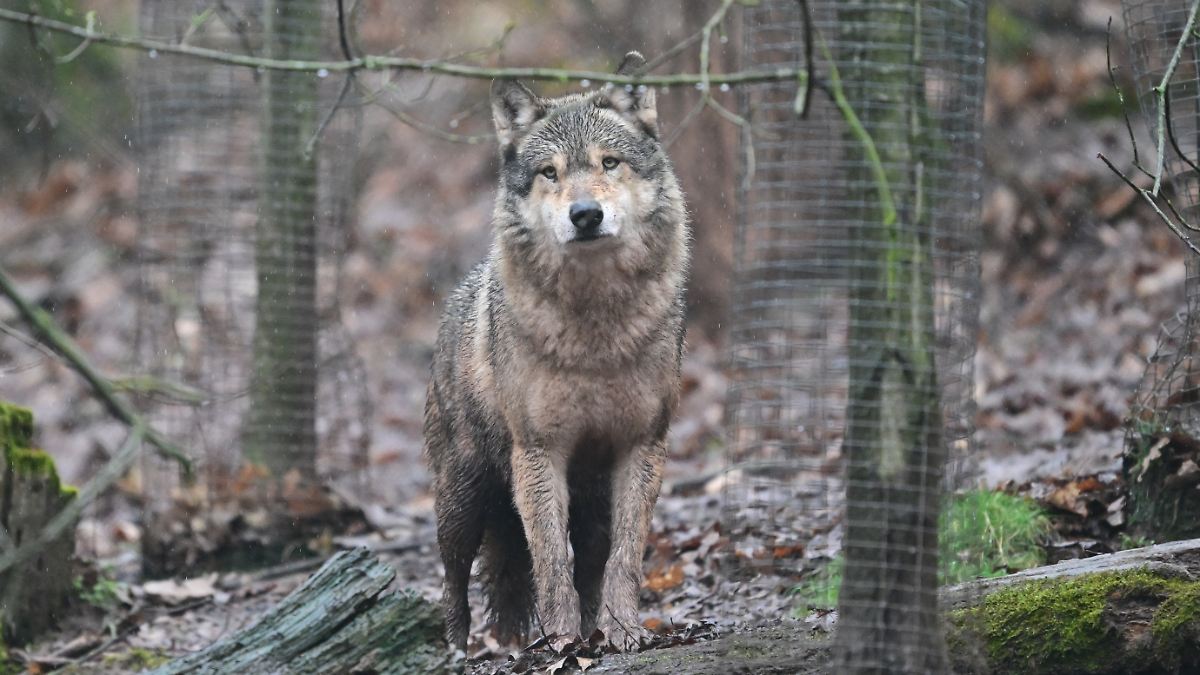 Vorläufiges neues Zuhause: Wolf kommt nach Angriff in Auffangstation unter