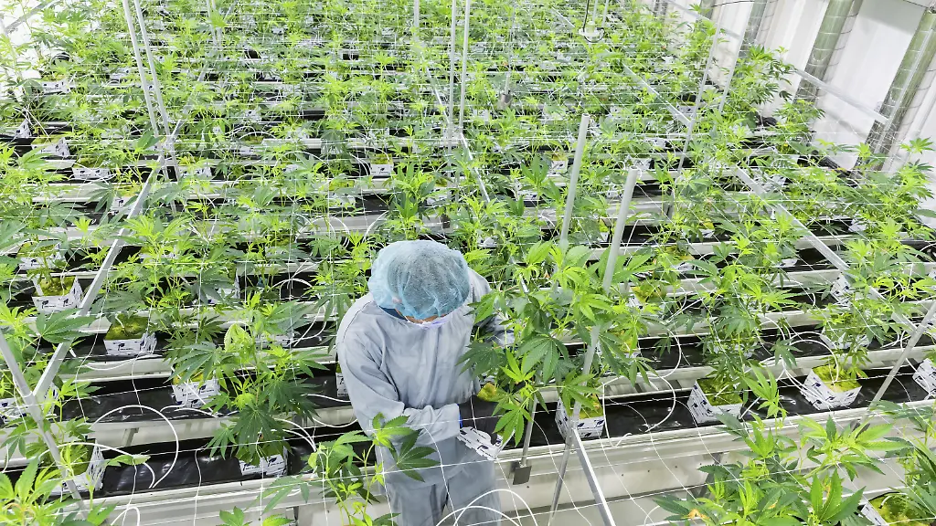 DEU-Sachsen-Ebersbach-Der-saechsische-Cannabisproduzent-Demecan-darf-nun-als-erstes-deutsches-Unternehmen-unter-dem-neuen-Cannabisgesetz-unbegrenzt-medizinisches-Cannabis-anbauen-Seit-2019-war-dem-Unternehmen-die-Produktion-gestattet-allerdings-unter-Auflagen-wie-einer-Produktionshoechstmenge-oder-reglementierter-Abgabe-Diese-Auflagen-entfallen-nun-was-die-Versorgungssituation-mit-medizinischem-Cannabis-verbessern-wird-Der-Beauftragte-der-Bundesregierung-fuer-Sucht-und-Drogenfragen-Burkhard-Blienert-und-Gesundheitsministerin-Petra-Koepping-informierten-sich-bei-einem-Rundgang-durch-die-Produktion-vor-Ort-ueber-die-Herstellung-von-medizinischem-Cannabis