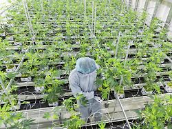 Bild: Zwei Jahre Legalisierung: Bericht: Deutschland ist XL-Markt für Cannabis