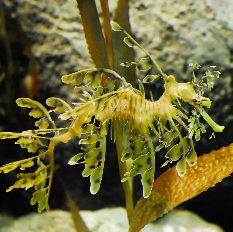 Leafyseadragon2276ppx-PLW-edit