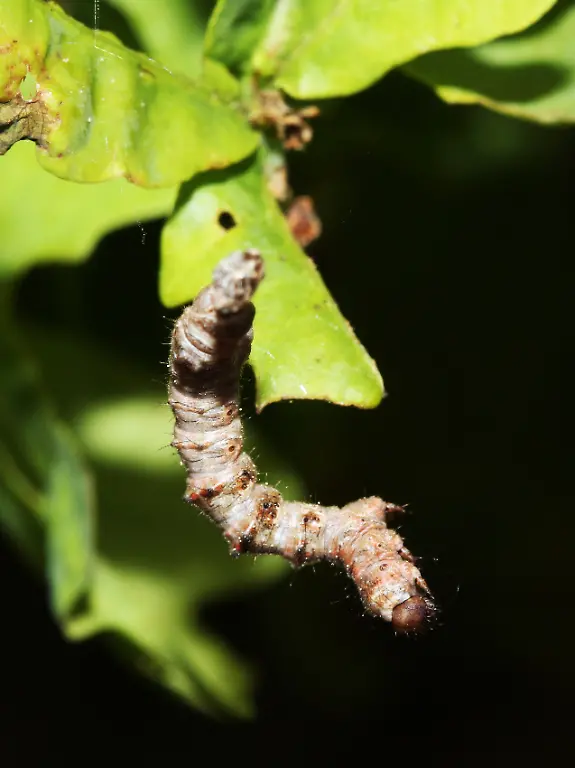 645239-original-R-by-Walter-Eberl-pixelio-de-Raupe-des-Spanners