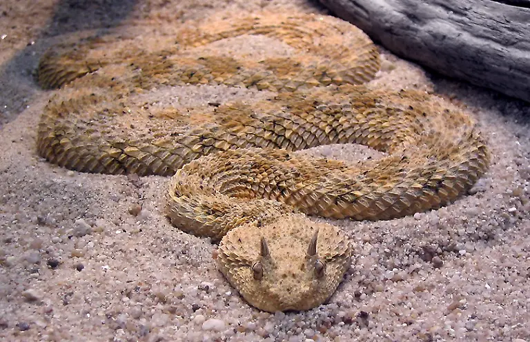 Cerastes-cerastes-001
