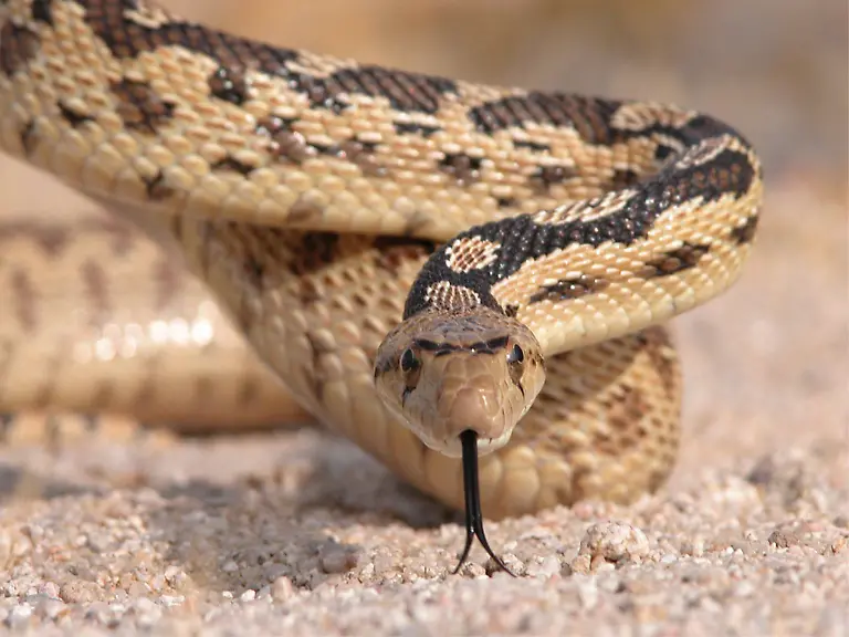 Pituophis-catenifer-in-Mojave