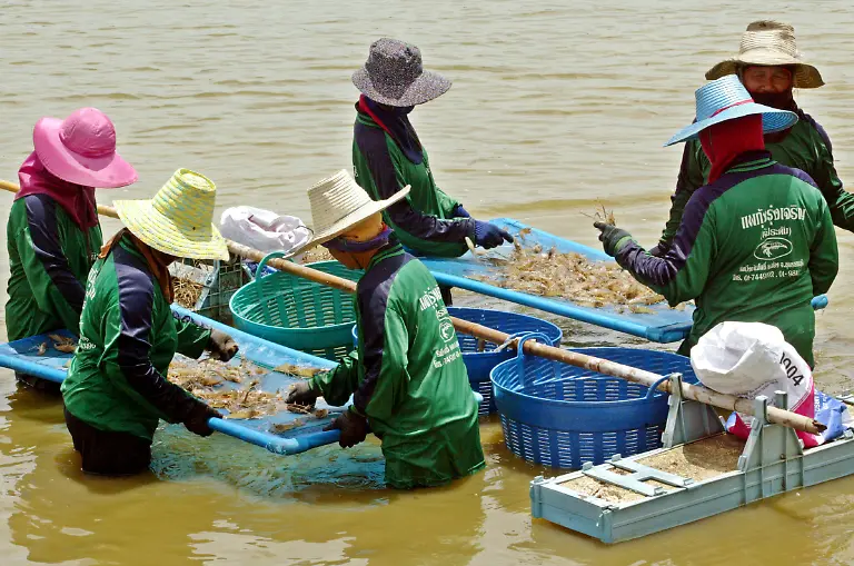 shrimps