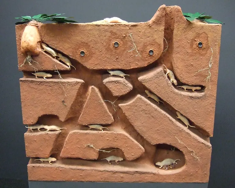 22-Tier-Nacktmulle-C-LWL-Fialla