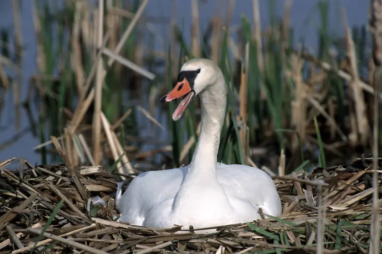 imago50815384h