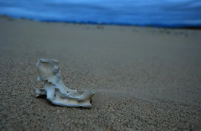 Death-Valley-Skelett