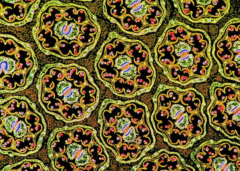 Taraxacum-dandelion-TS-composite-flower-bud