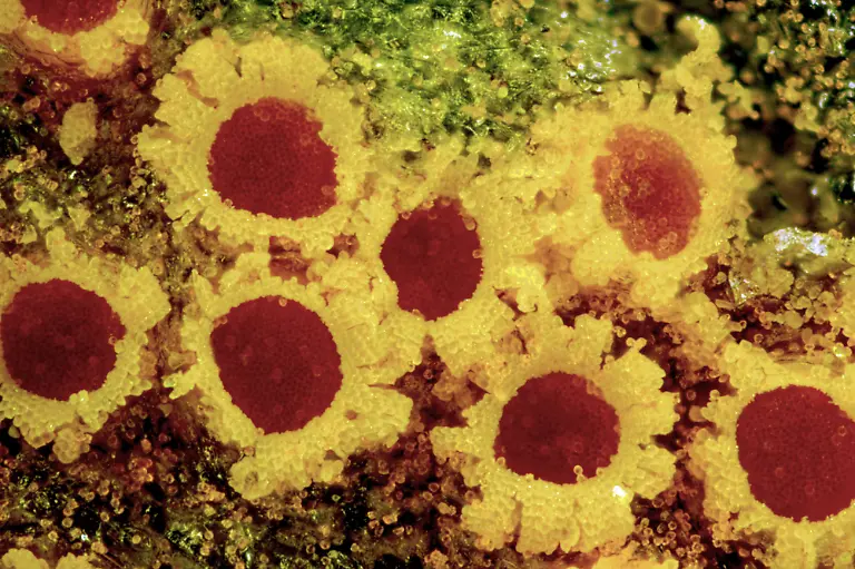 Cluster-cups-of-coltsfoot-rust-fungus